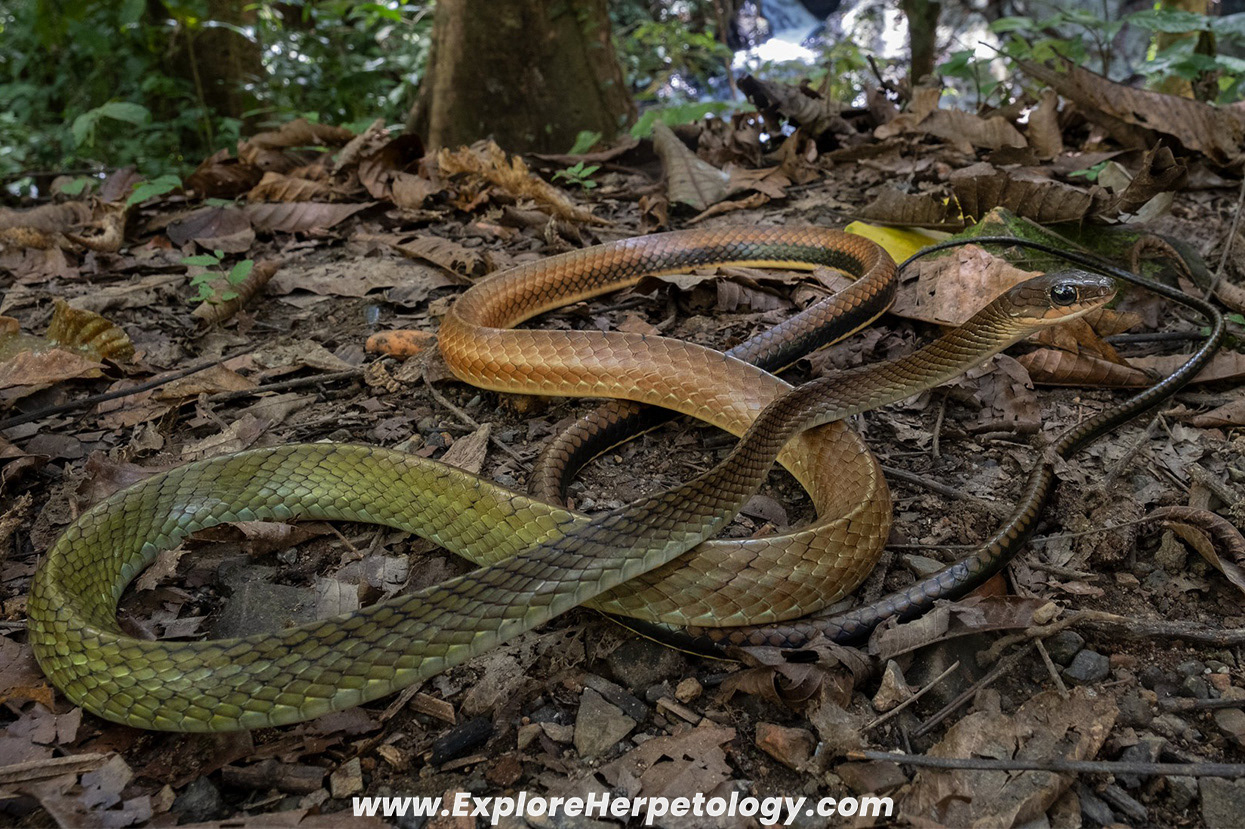White-bellied rat snake (Ptyas fusca).