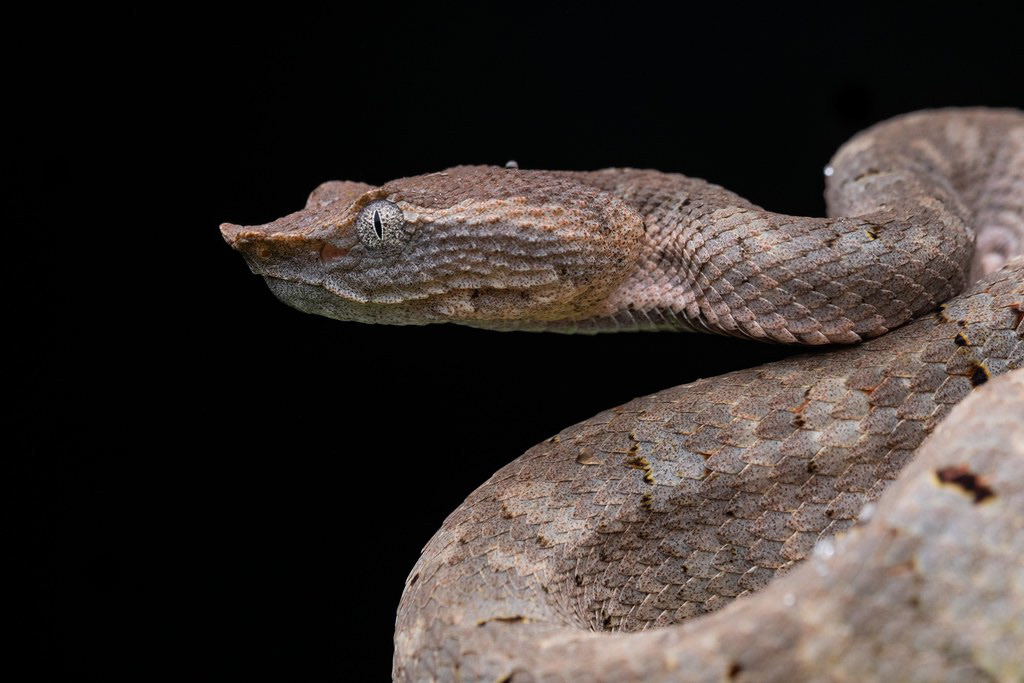 Bornean leaf-nosed pit viper (Craspedocephalus borneensis)