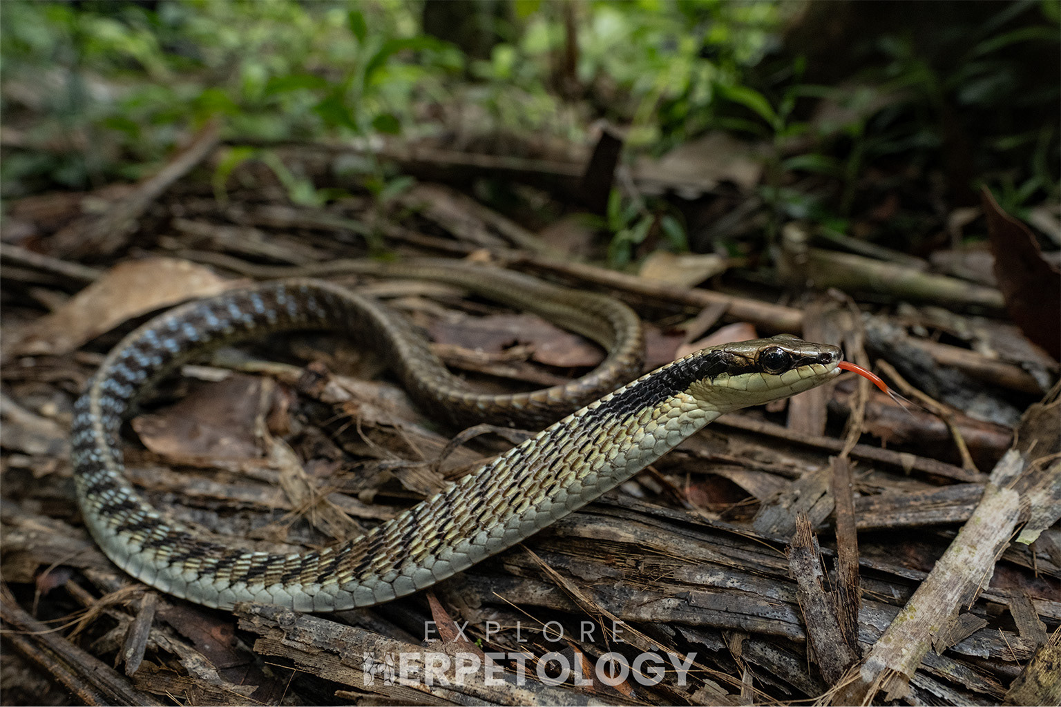 Striated bronzeback (Dendrelaphis striatus).