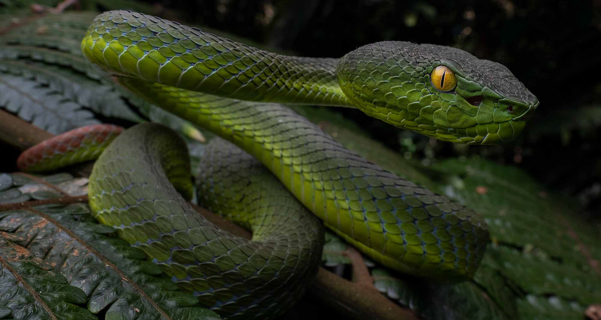 Sabah pit viper (Trimeresurus sabahi fucatus).