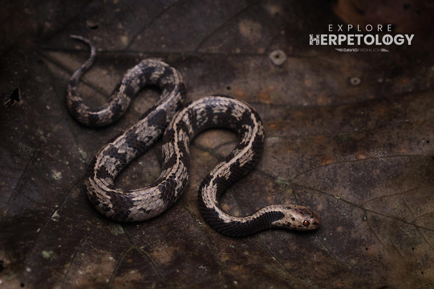 Asthenodipsas malaccanus