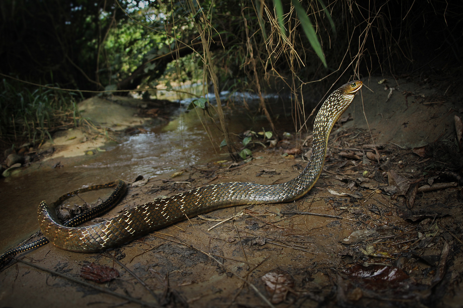Keeled rat snake (Ptyas carinata)