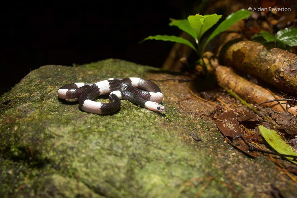 Malayan banded wolf snake (Lycodon subcinctus)