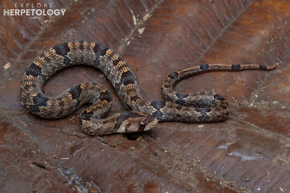 Juvenile Purple kukri snake (Oligodon purpurascens)
