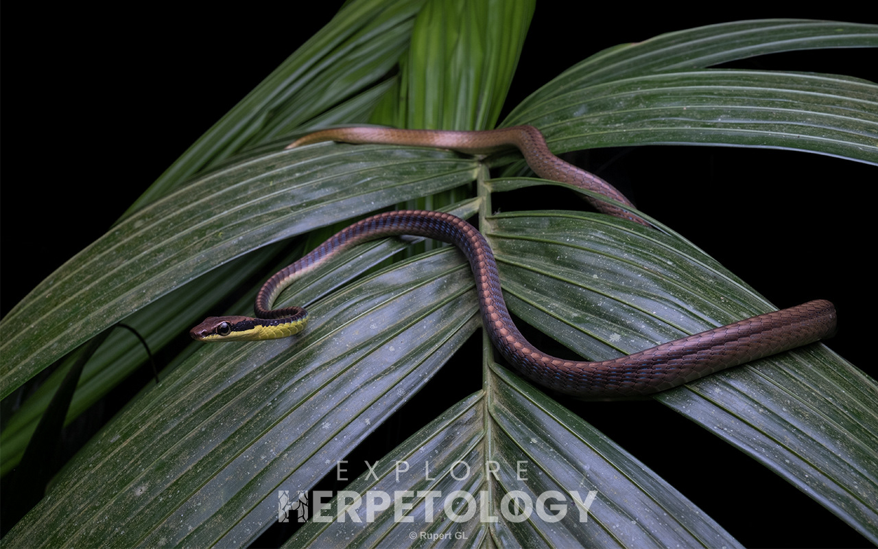 Blue bronzeback (Dendrelaphis cyanochloris)