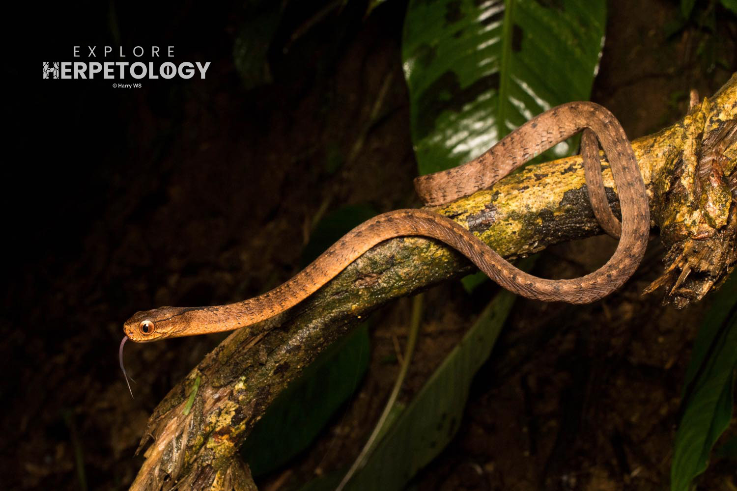 Keeled slug snake (Pareas carinatus)