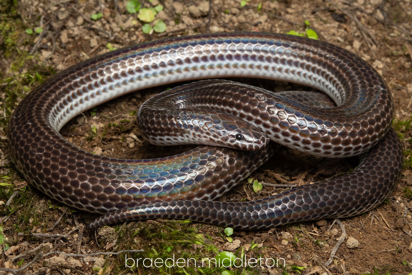 Sunbeam snake (Xenopeltis unicolor).