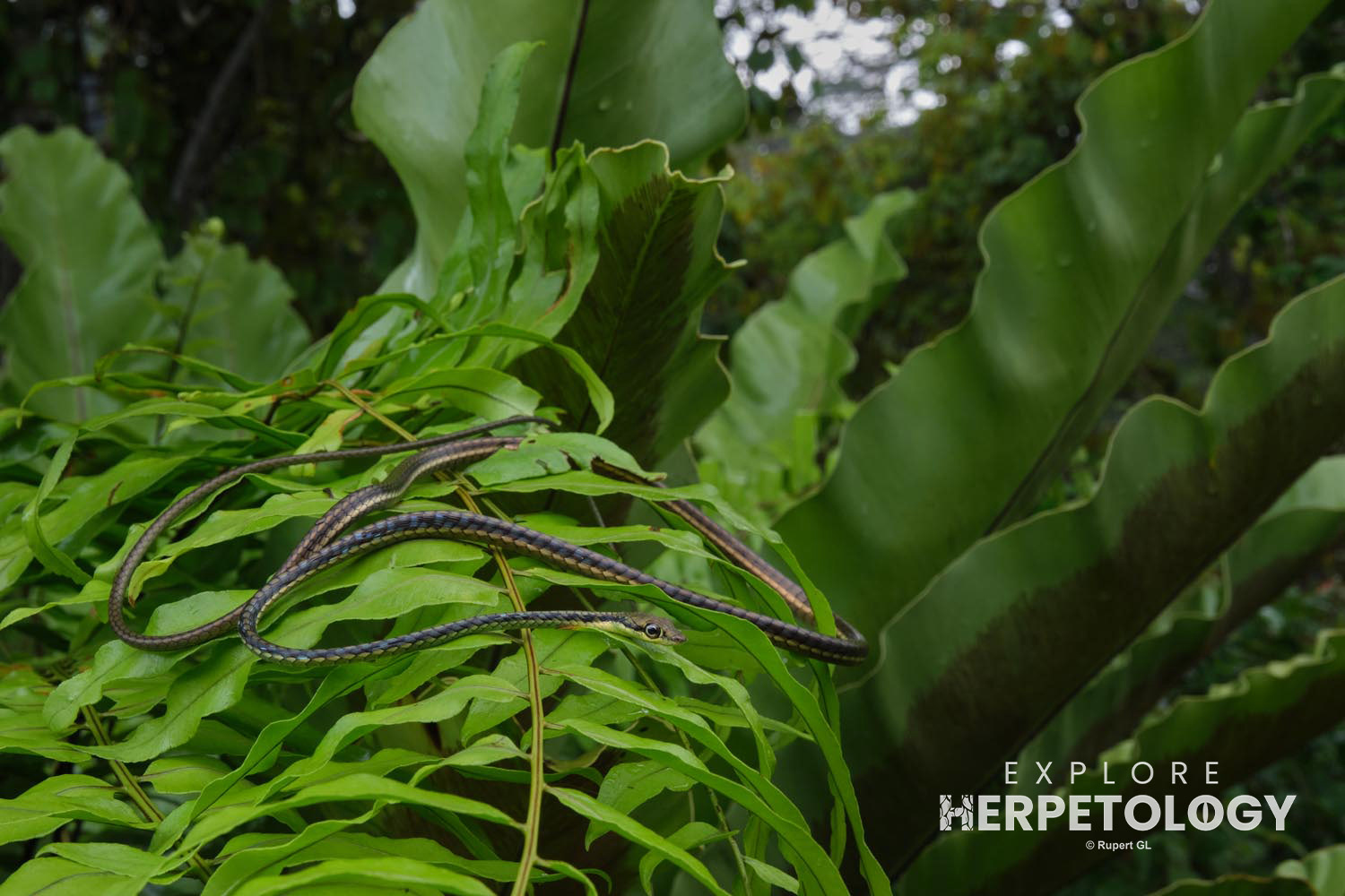 Haas' bronzeback (Dendrelaphis haasi)