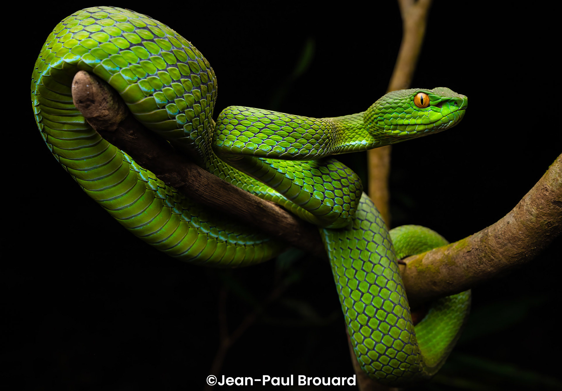 Trimeresurus cf. macrops