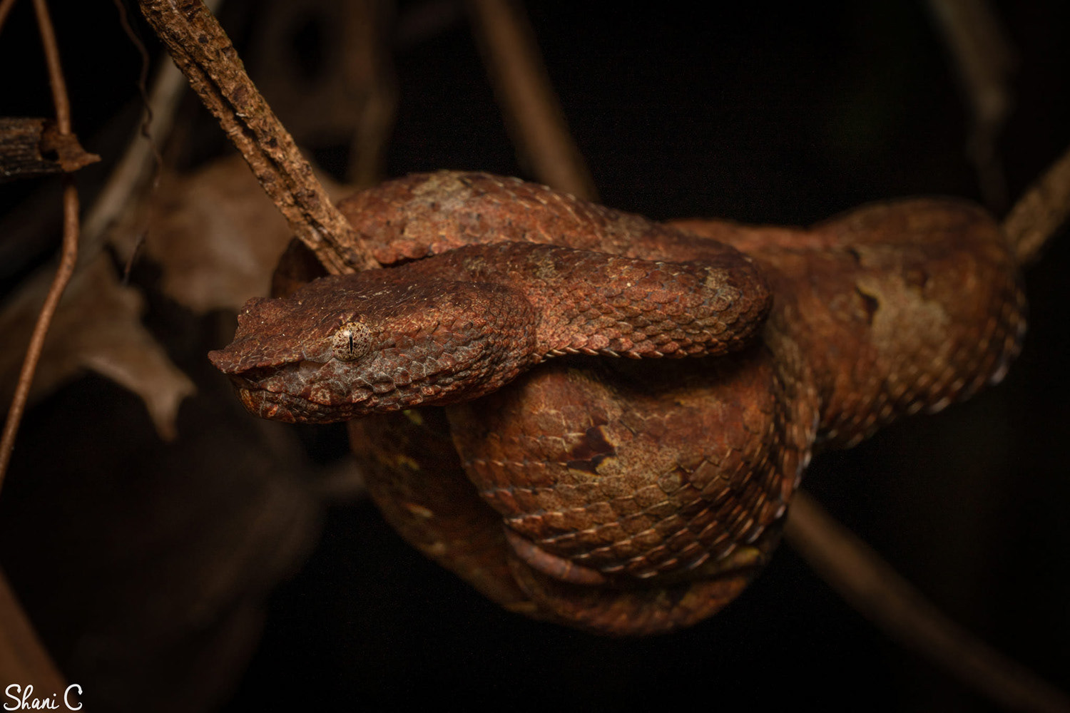 In-situ Wirot's pit viper (Craspedocephalus wiroti).