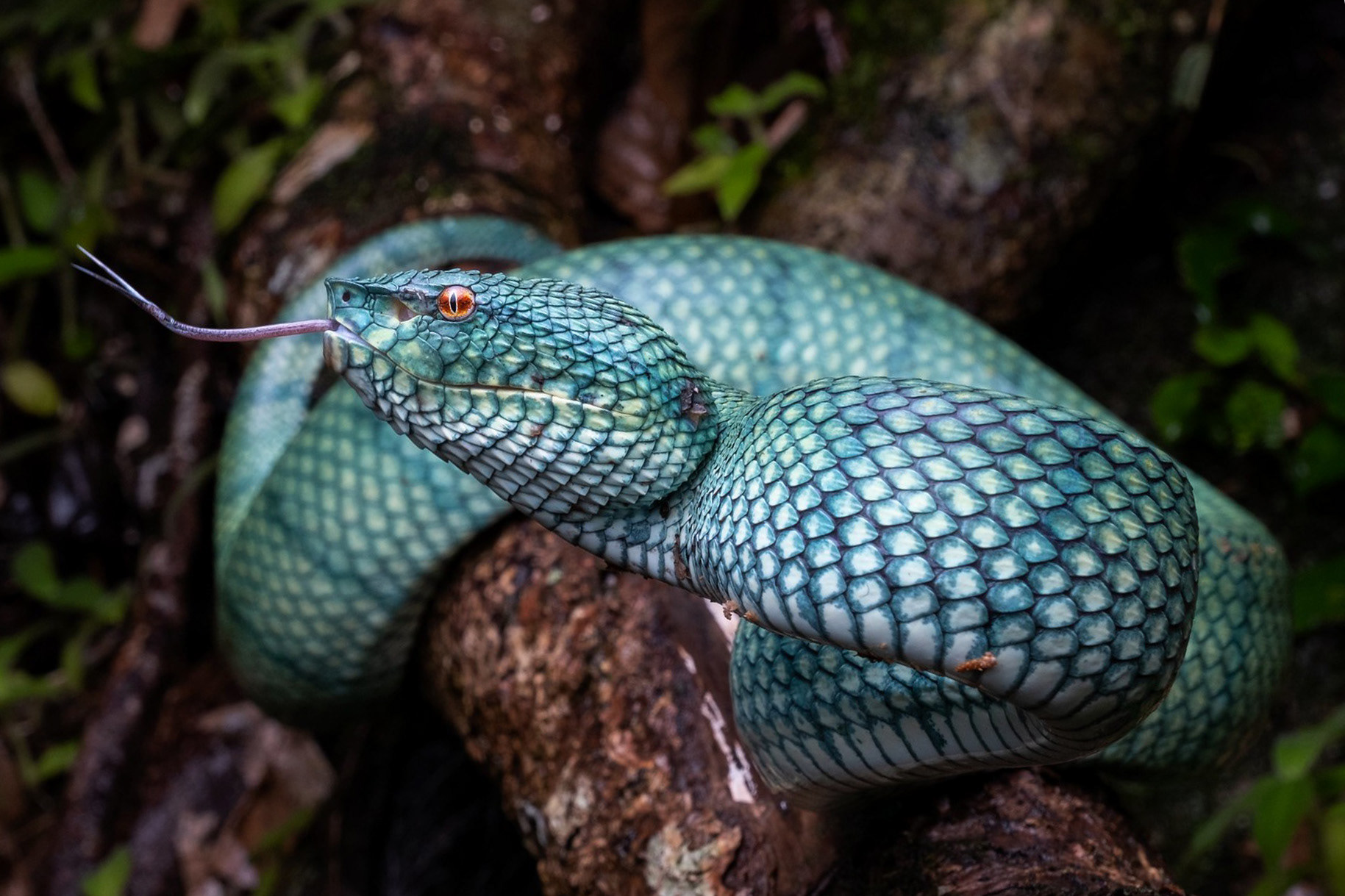 Bornean keeled pit viper (Tropidolaemus subannulatus)