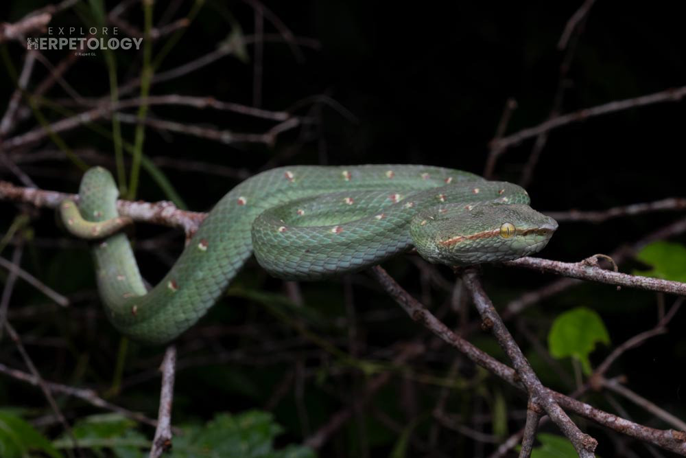 Male Wagler’s pit viper (Tropidolaemus wagleri)