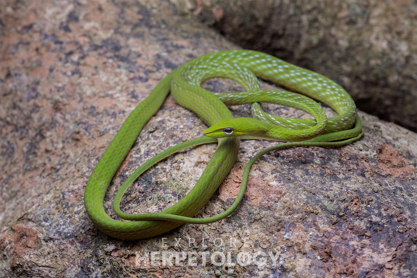 Sulu vine snake (Ahaetulla prasina suluensis)