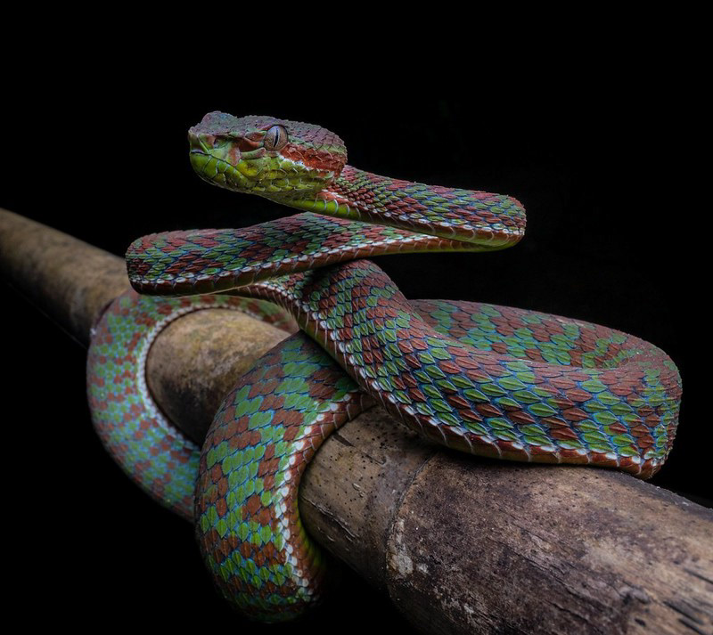 Phuket pit viper (Trimeresurus phuketensis)