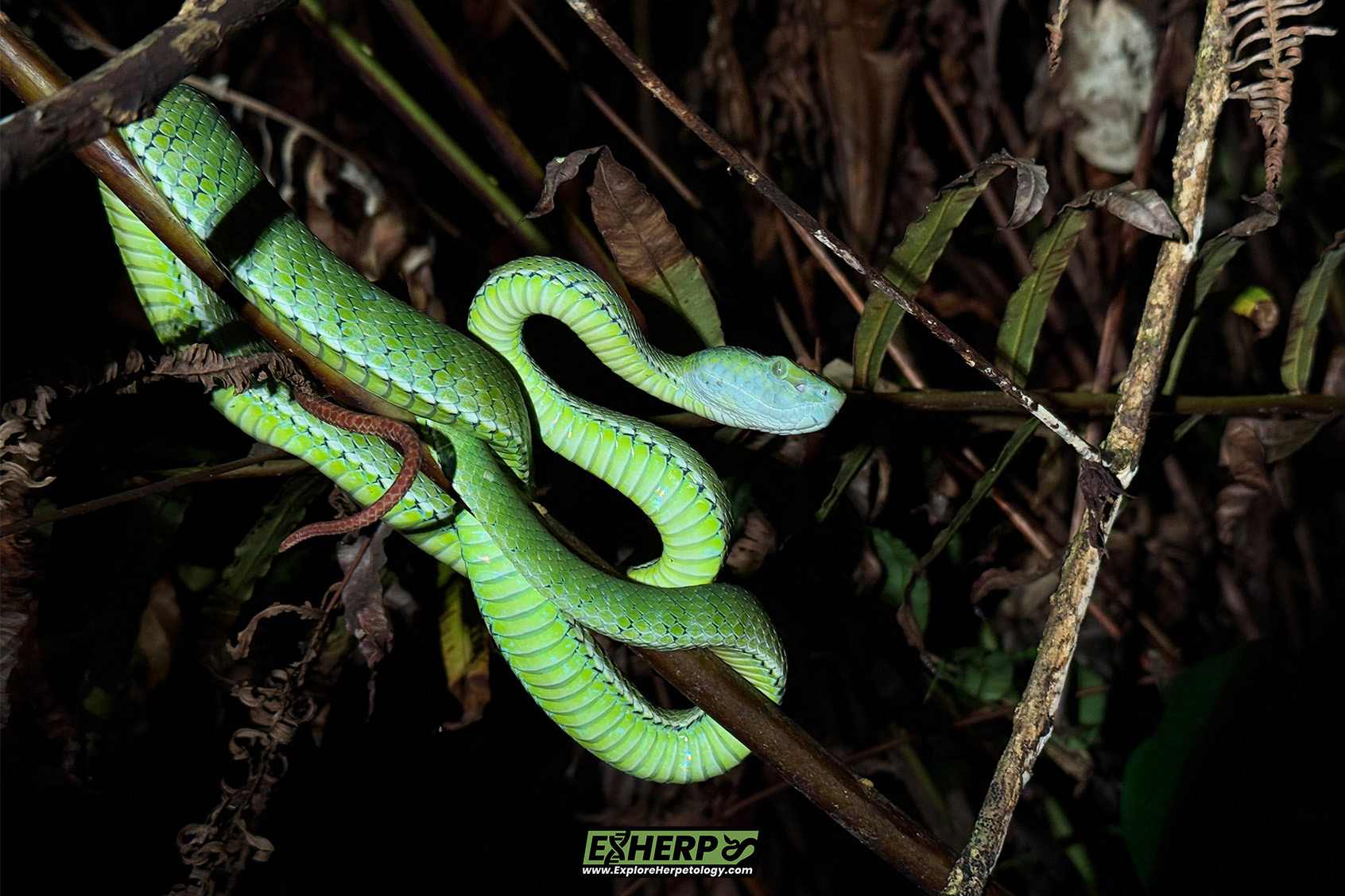 Hagen's pit viper (Trimeresurus hageni).