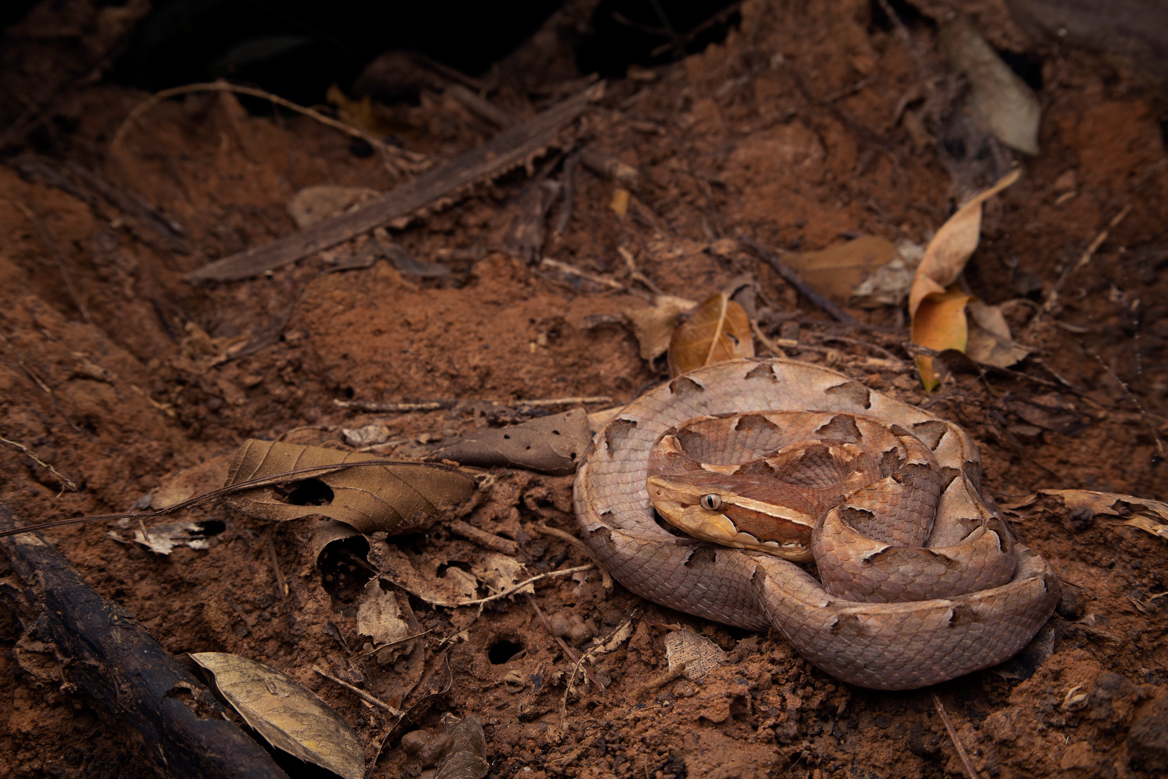Malayan pit viper (Calloselasma rhodostoma)