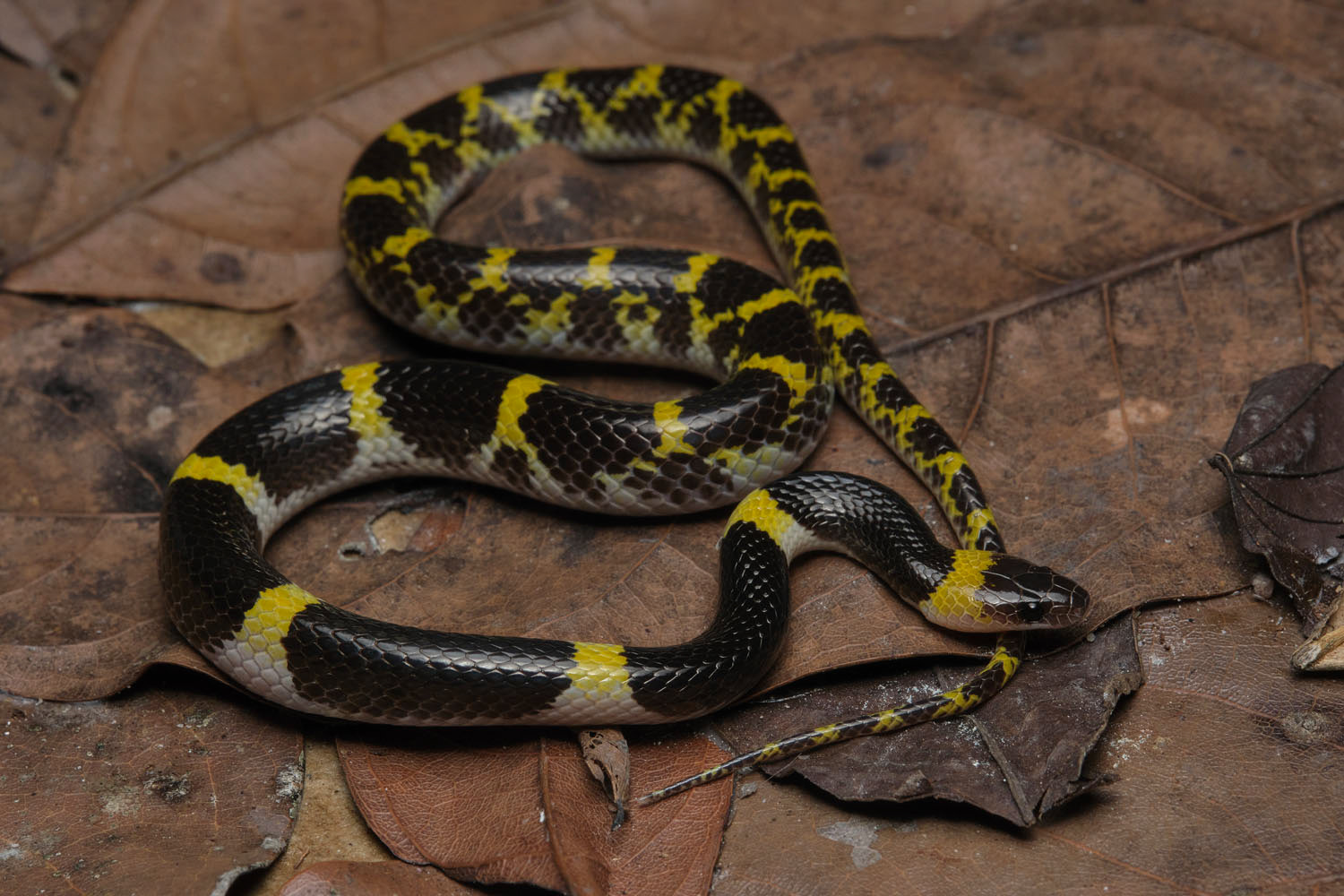 Laotian wolf snake (Lycodon laoensis)