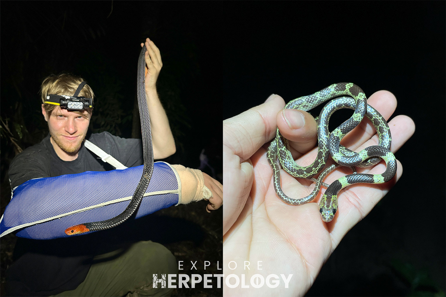 Left: RHK. Right: Lycodon subannulatus (banded morph).