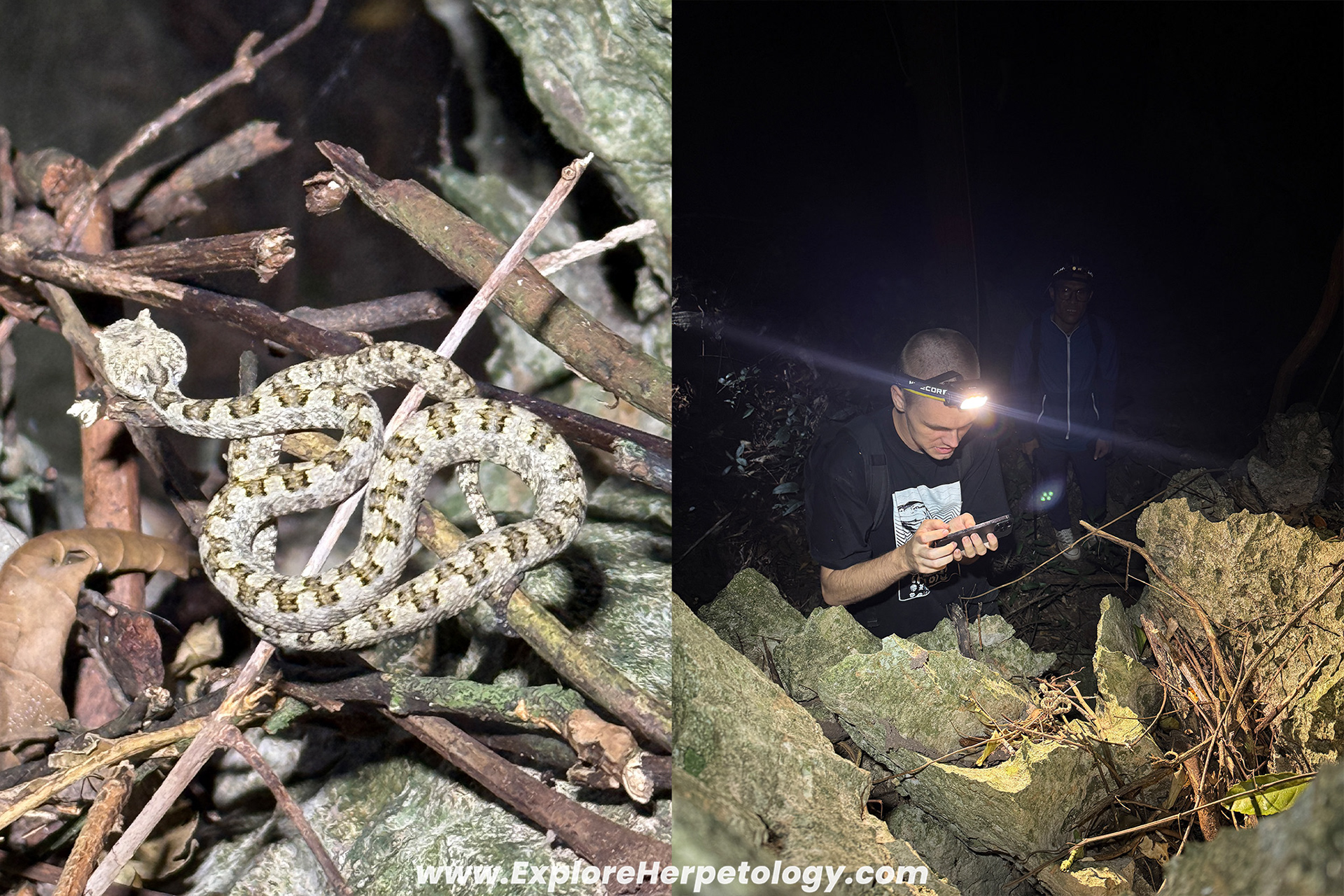 Protobothrops sieversorum juvenile.