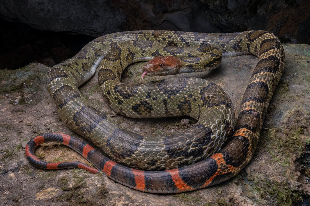 Moellendorff's rat snake (Elaphe moellendorffi) from Vietnam.