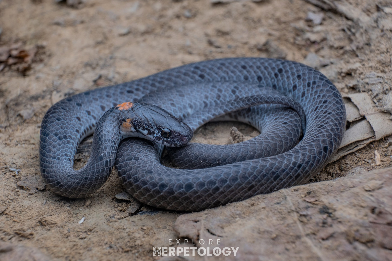 White-spotted slug snake (Pareas margaritophorus)