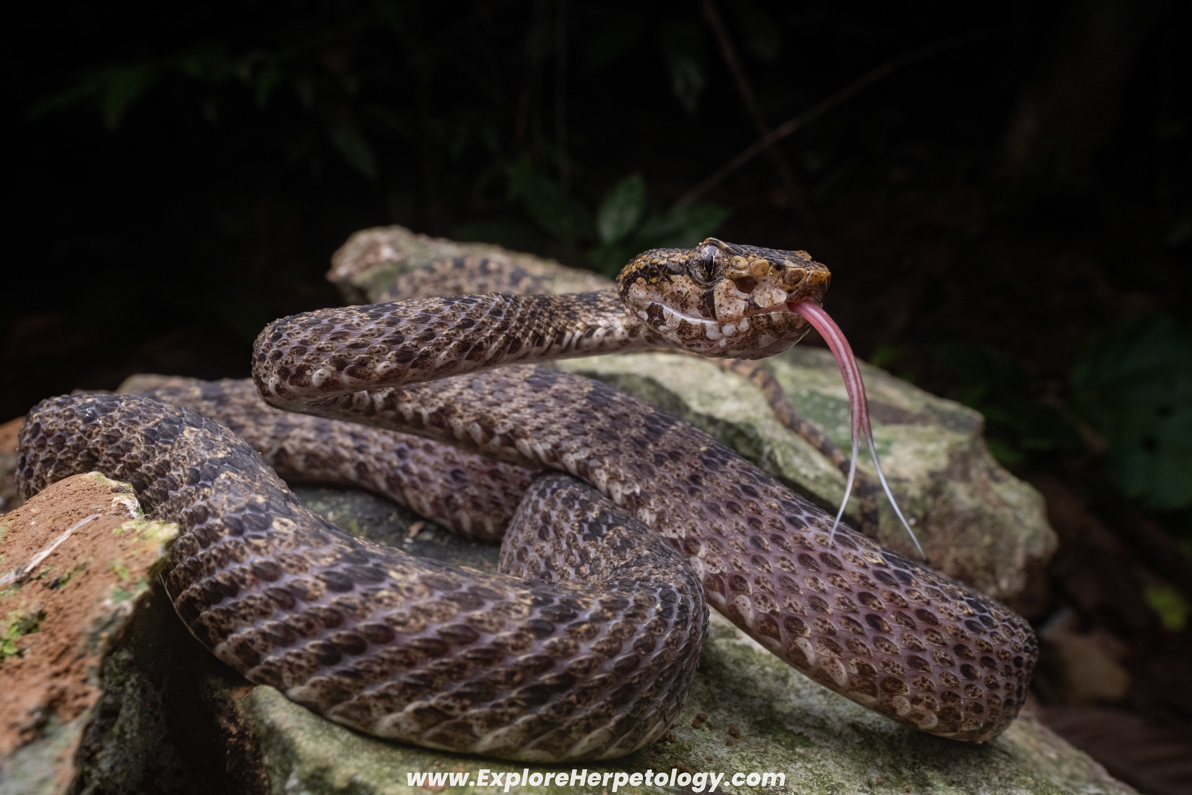 Vang Vieng lance-headed pit viper (Protobothrops flavirostris).