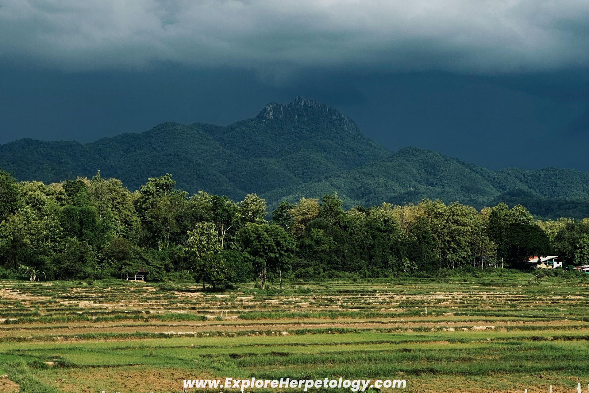 Habitat in Phrae province.