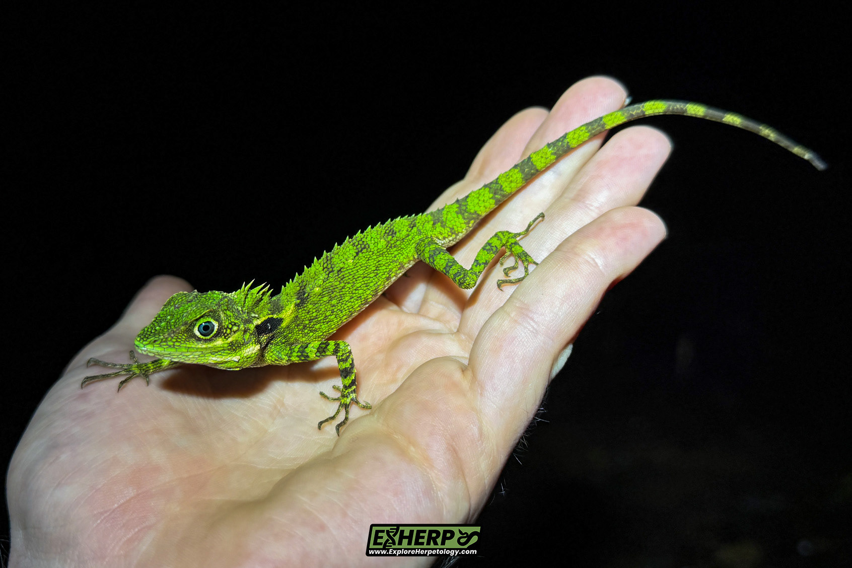 Simbolon mountain dragon (Dendragama schneideri).