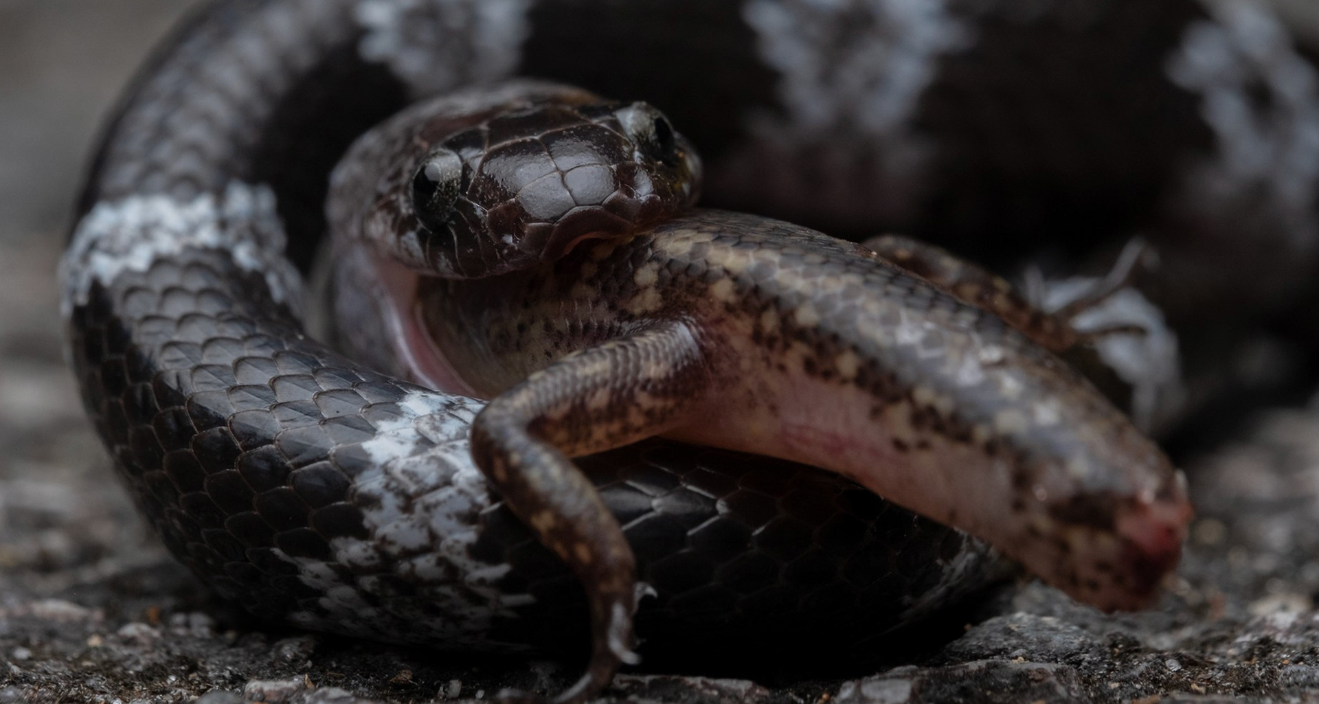 Butler's wolf snake (Lycodon butleri).