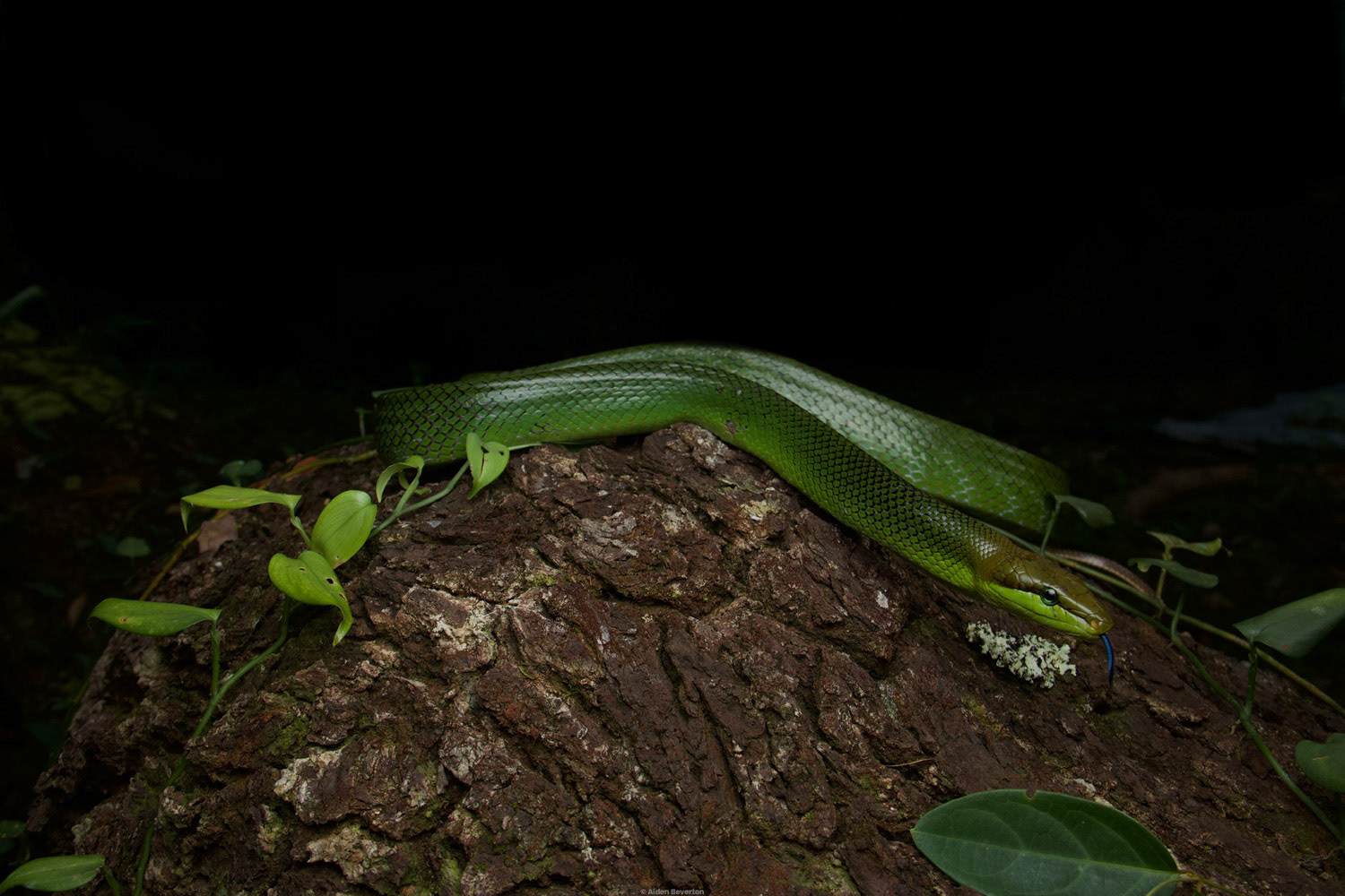 Red-tailed racer (Gonyosoma oxycephalum).