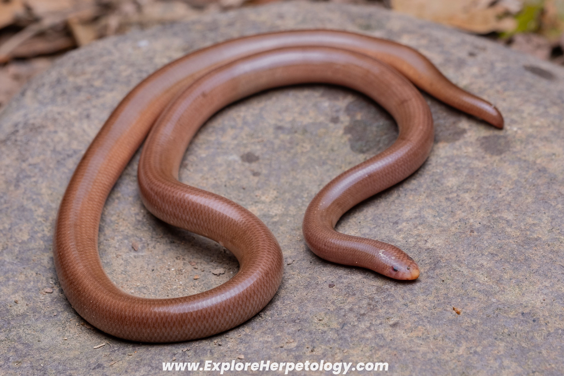Olive blind snake (Ramphotyphlops olivaceus).