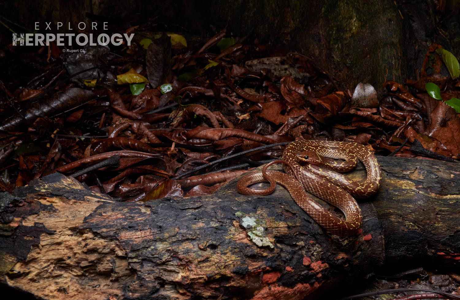 Common wolf snake (Lycodon capucinus)
