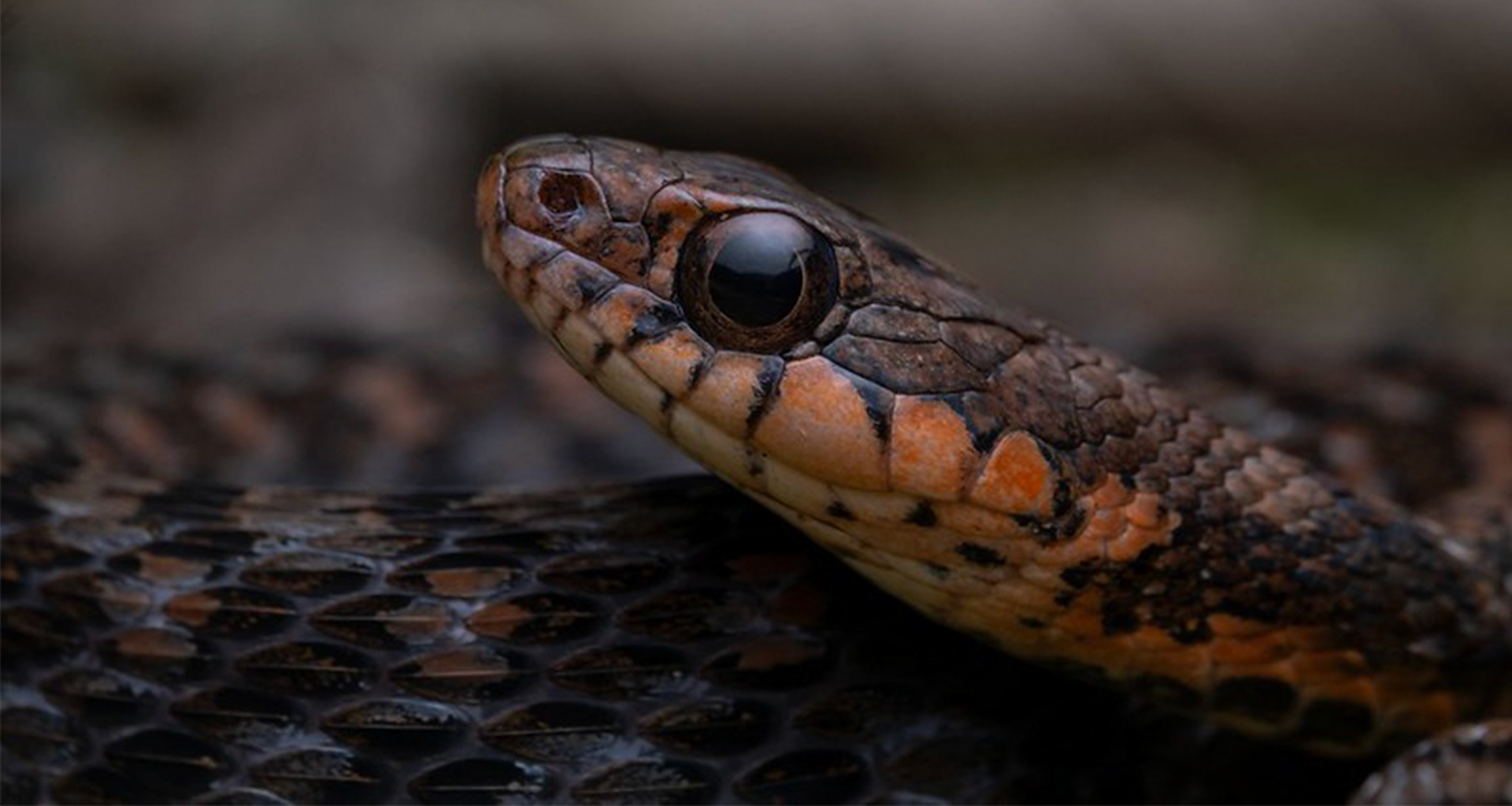 Sarawak keelback (Hebius sarawacense)