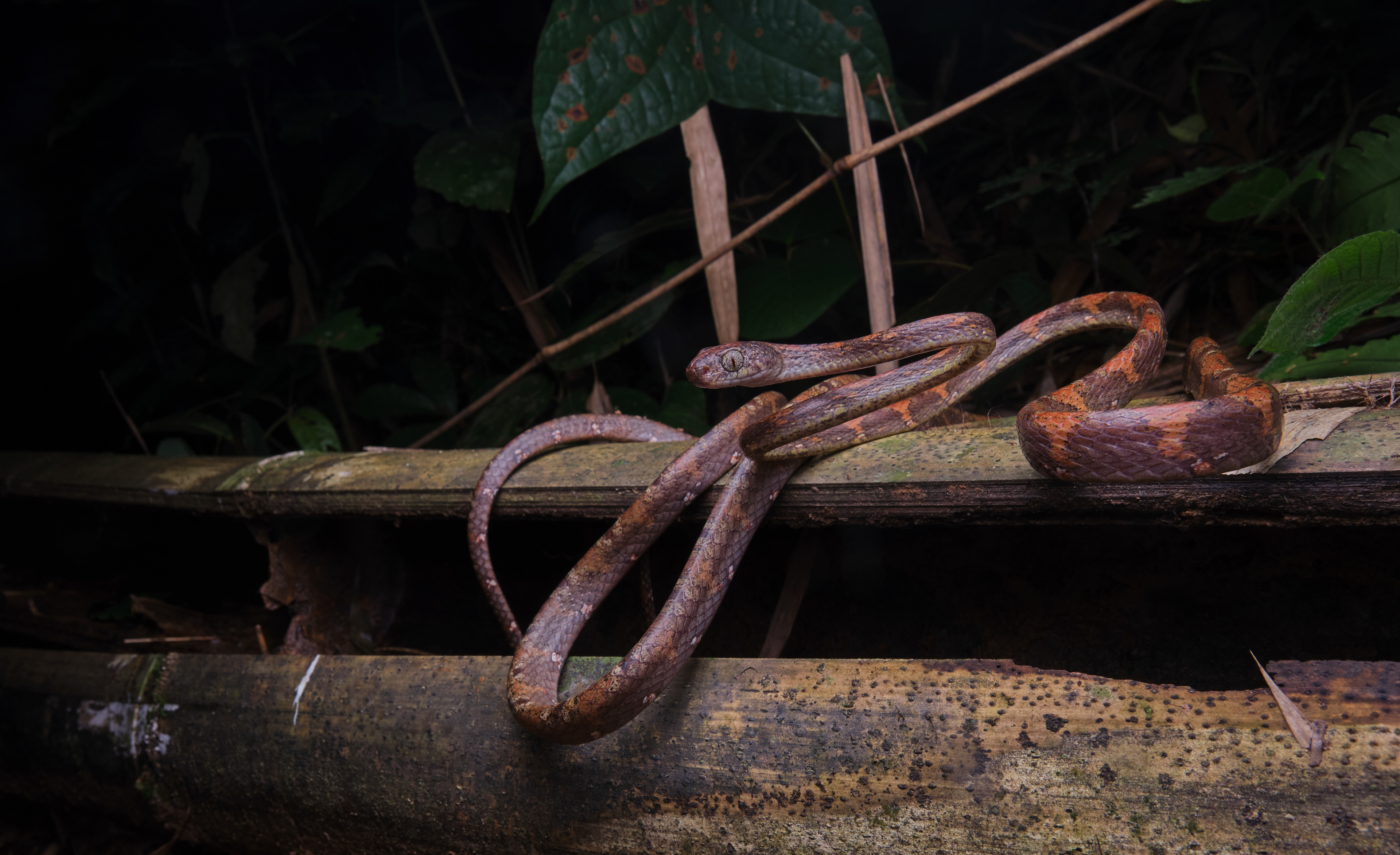 White-spotted cat snake (Boiga drapiezii) from Phuket