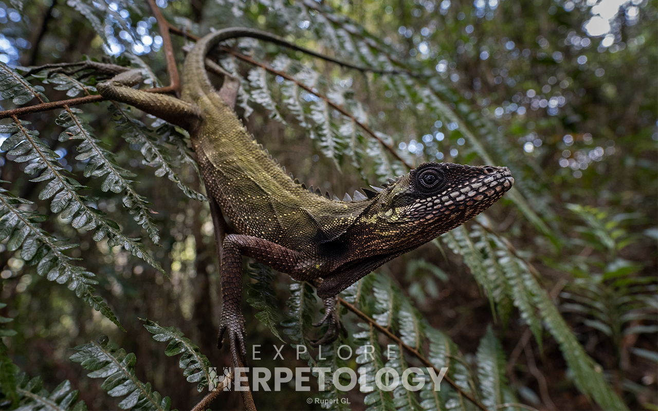 Malayan mountain dragon (Malayodracon robinsonii)
