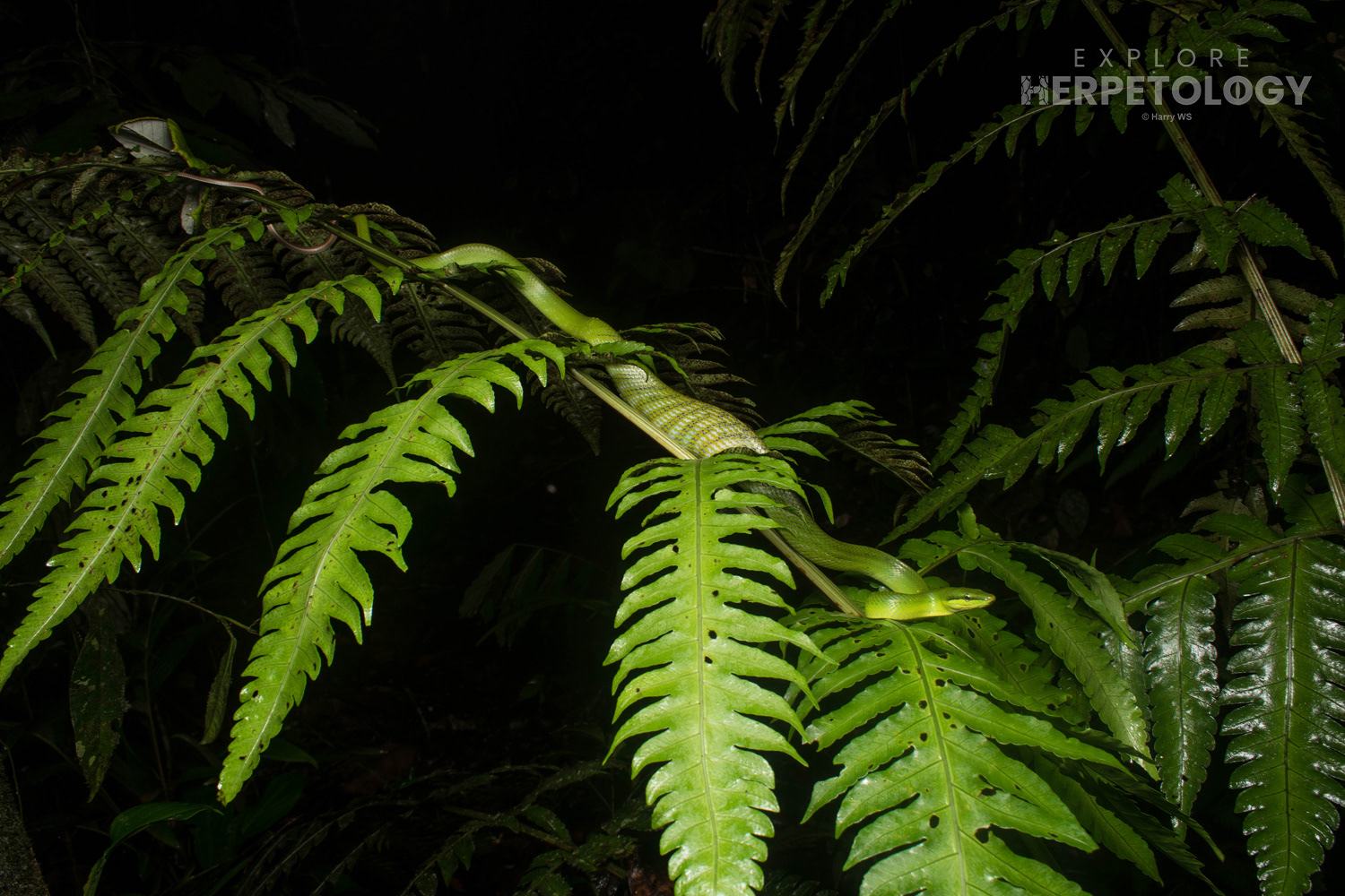 The second red-tailed racer (Gonyosoma oxycephalum) with a hefty meal.