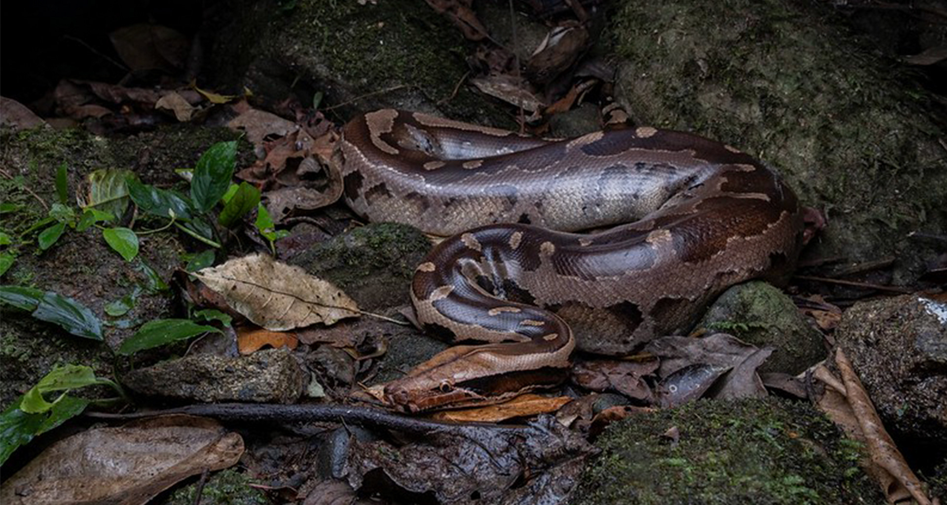 Bornean short-tailed python (Python breitensteini)