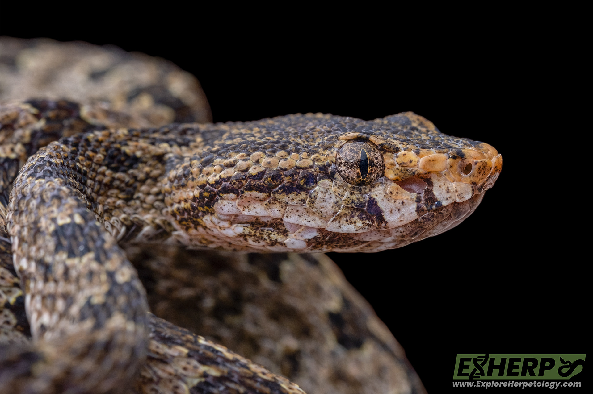 Protobothrops flavirostris.