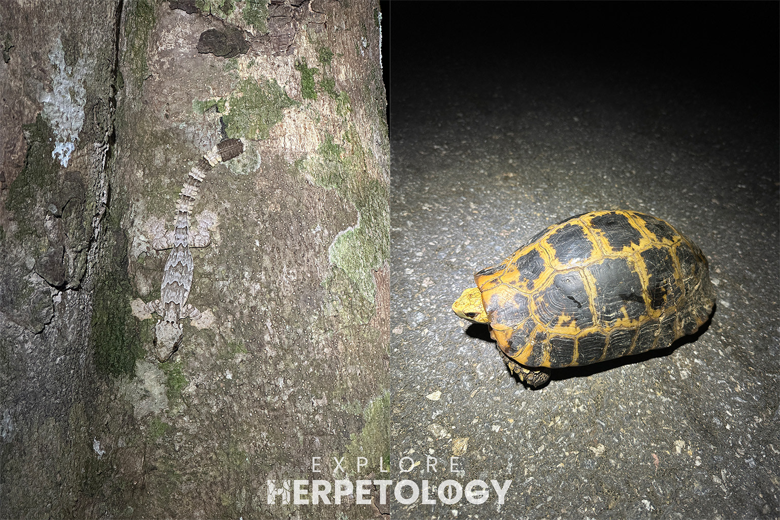 Left: Gekko kuhli. Right: Indotestudo elongata.