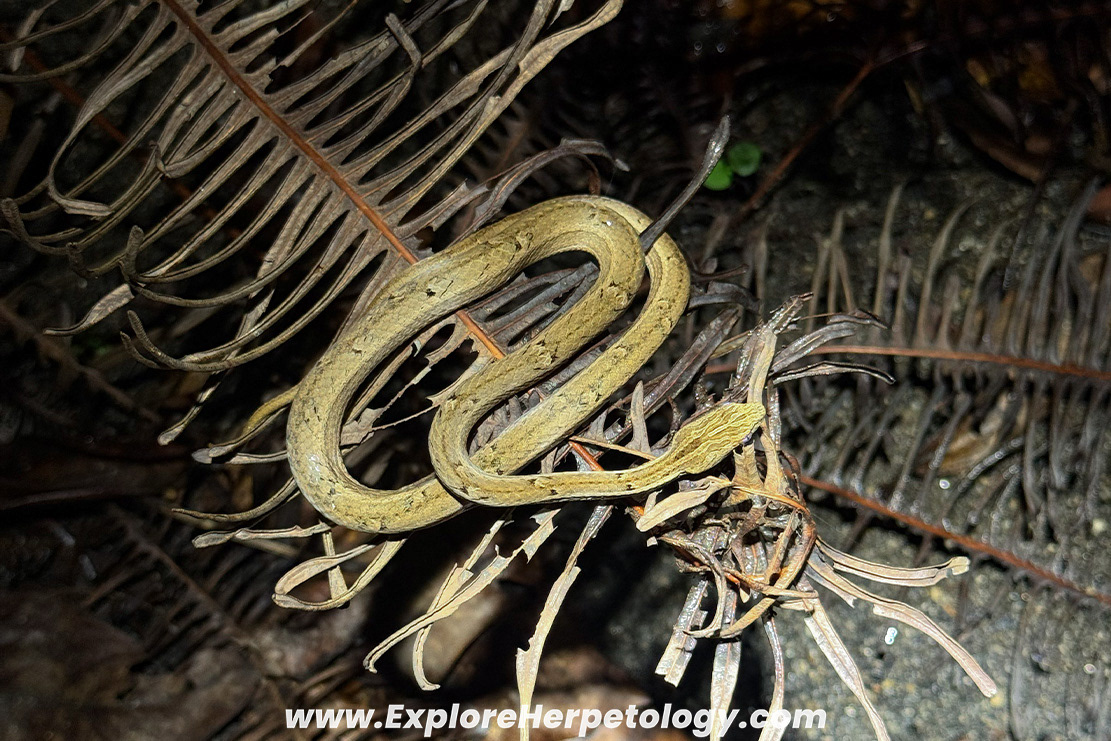Mock viper (Psammodynastes pulverulentus).