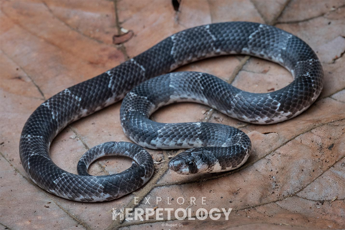 Mindanao kukri snake (Oligodon maculatus)