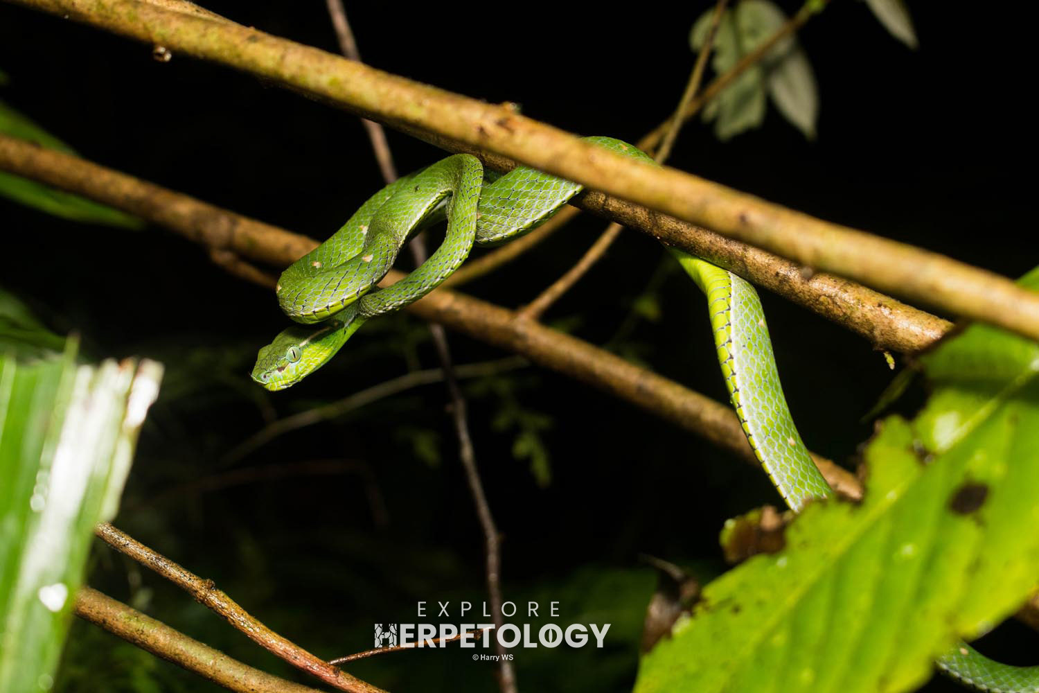 Hagen's pit-viper (Trimeresurus hageni)