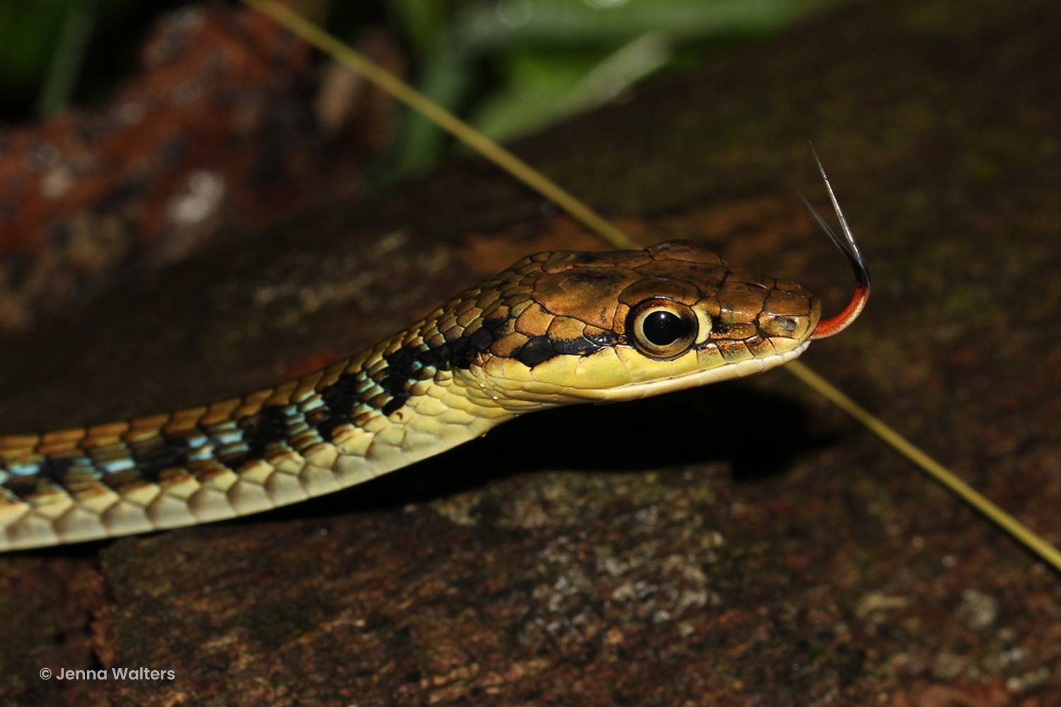 Haas' bronzeback (Dendrelaphis haasi)
