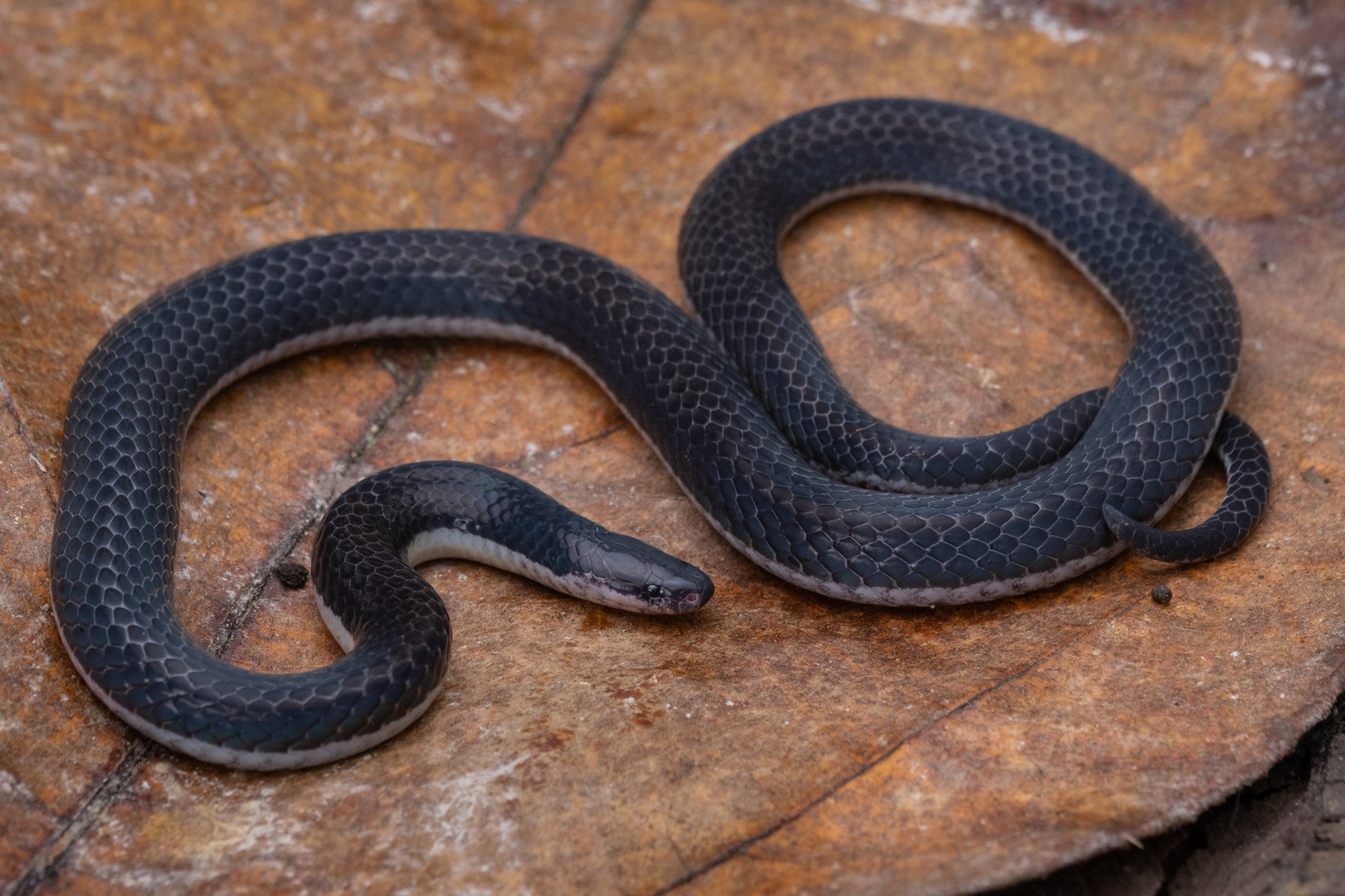 Schlegel's reed snake (Calamaria schlegeli).