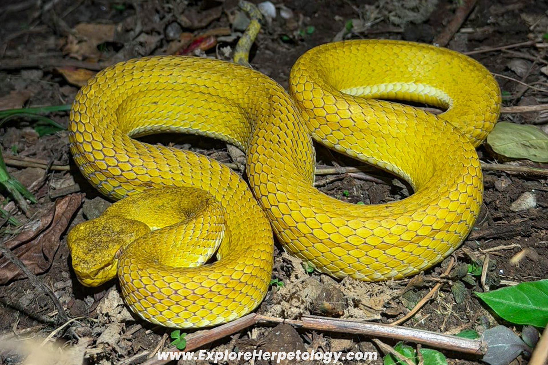 Mcgregor's pit viper (Trimeresurus mcgregori).
