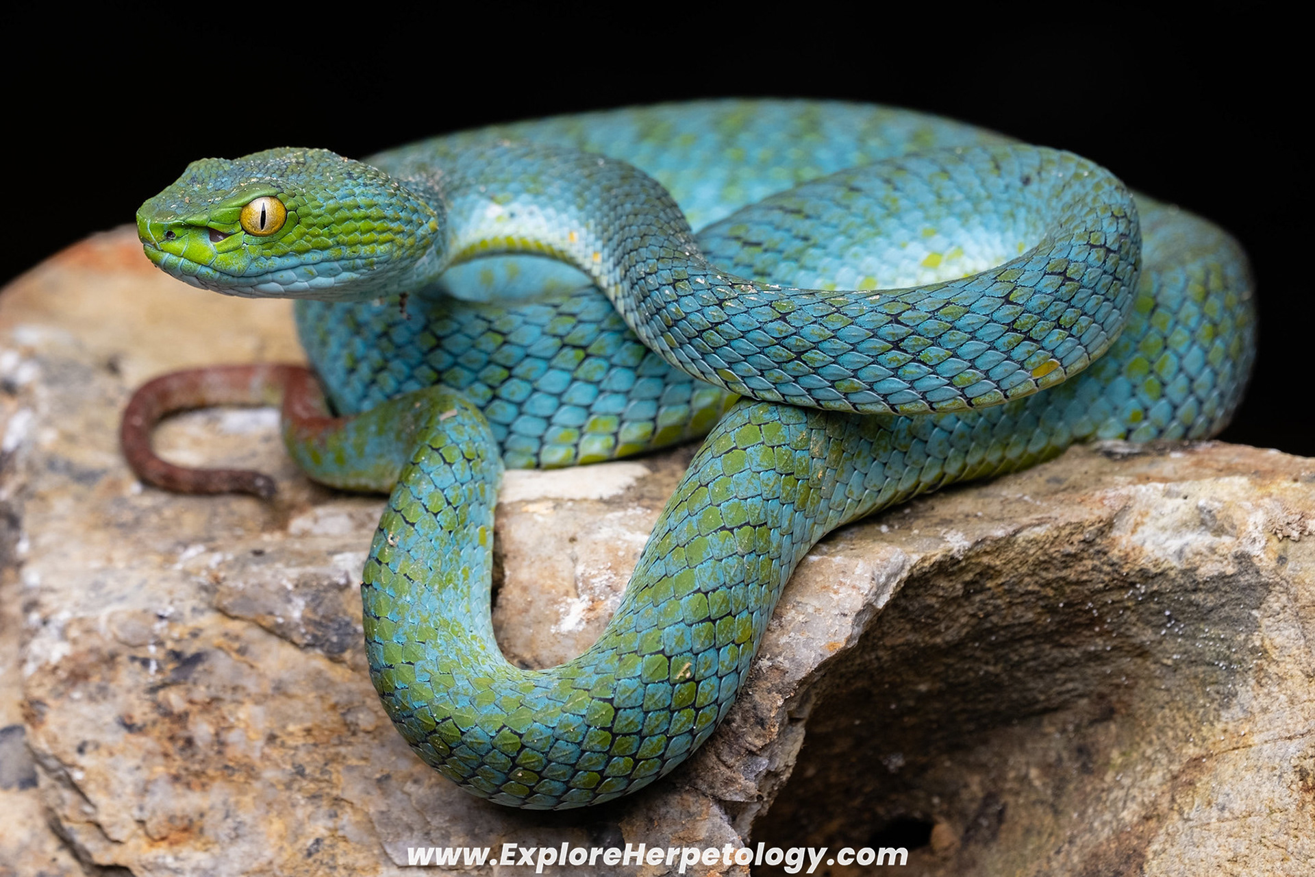 Large-eyed pit viper (Trimeresurus cf. macrops).