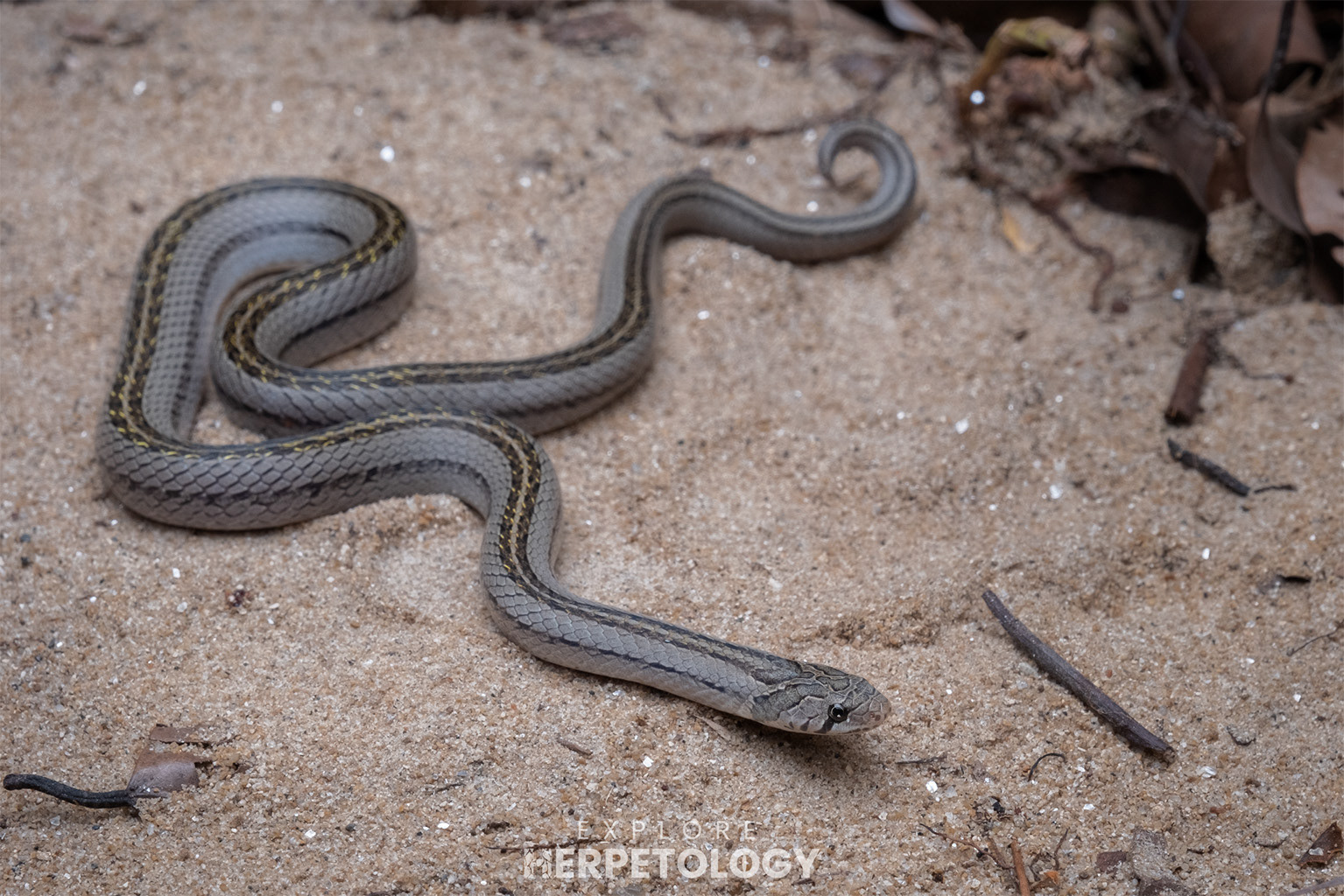 Striped kukri snake (Oligodon taeniatus)