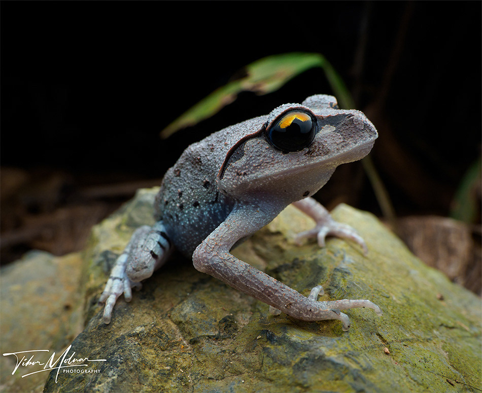 Smith's litter frog (Leptobrachium smithi).