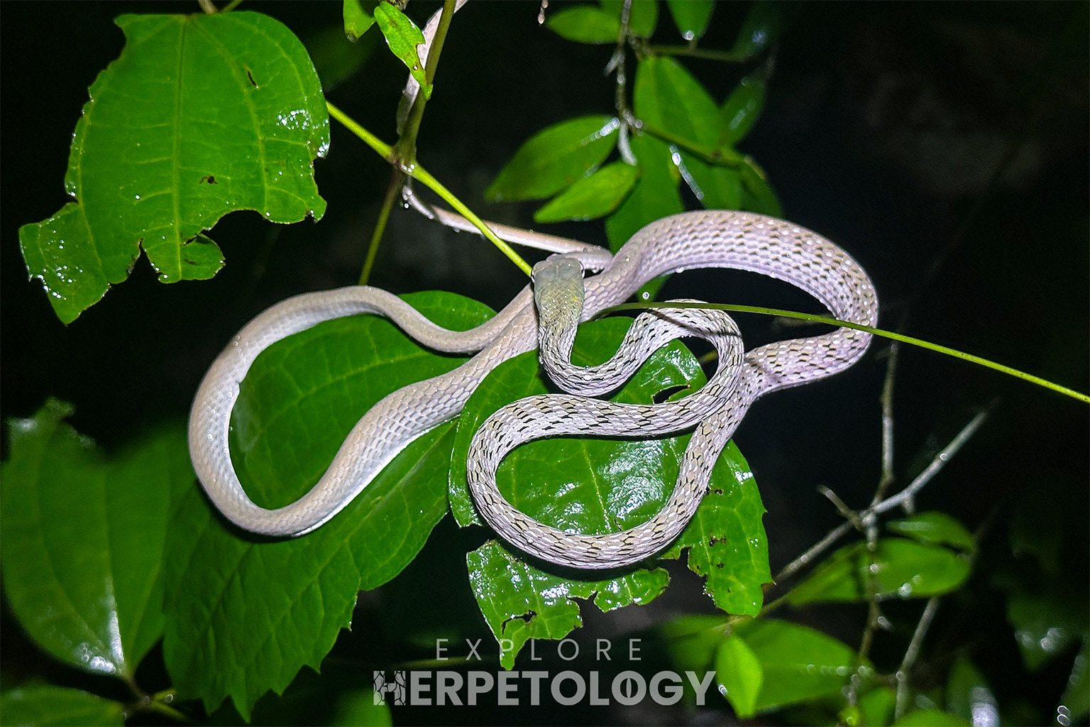 Juvenile Ahaetulla prasina.