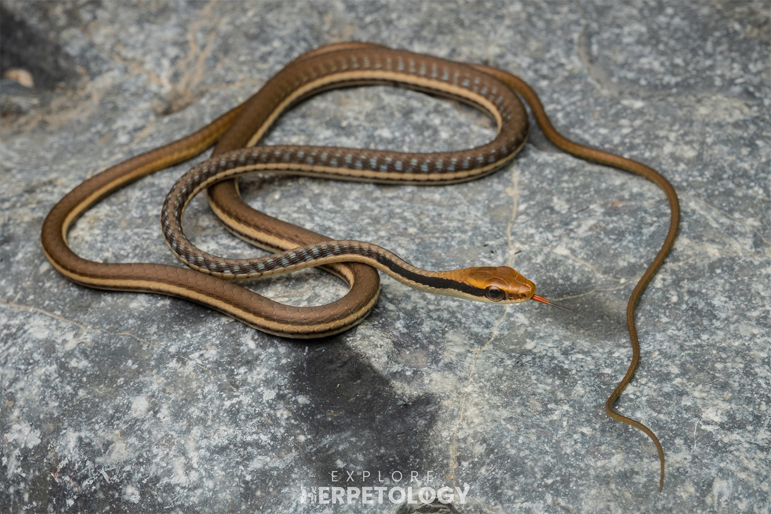 Painted bronzeback (Dendrelaphis pictus)